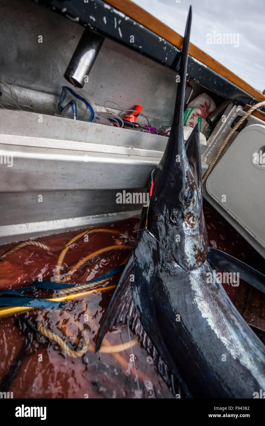 Huge dead fish laying in a boat with a lot of water mixed with blood
