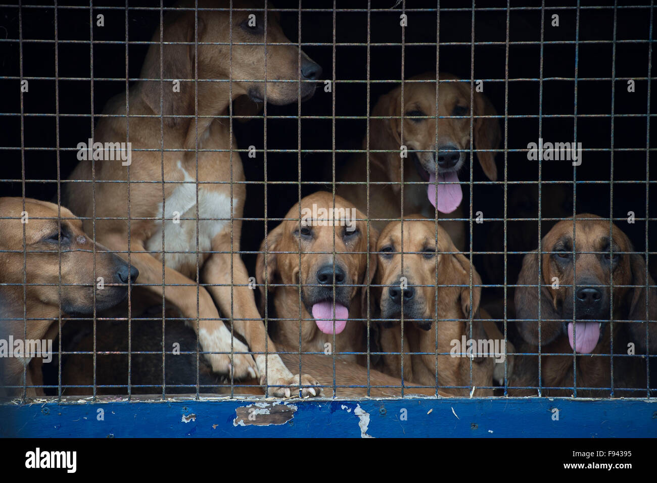 Caged fox hounds ahead of a fox hunting session in the country. Stock Photo