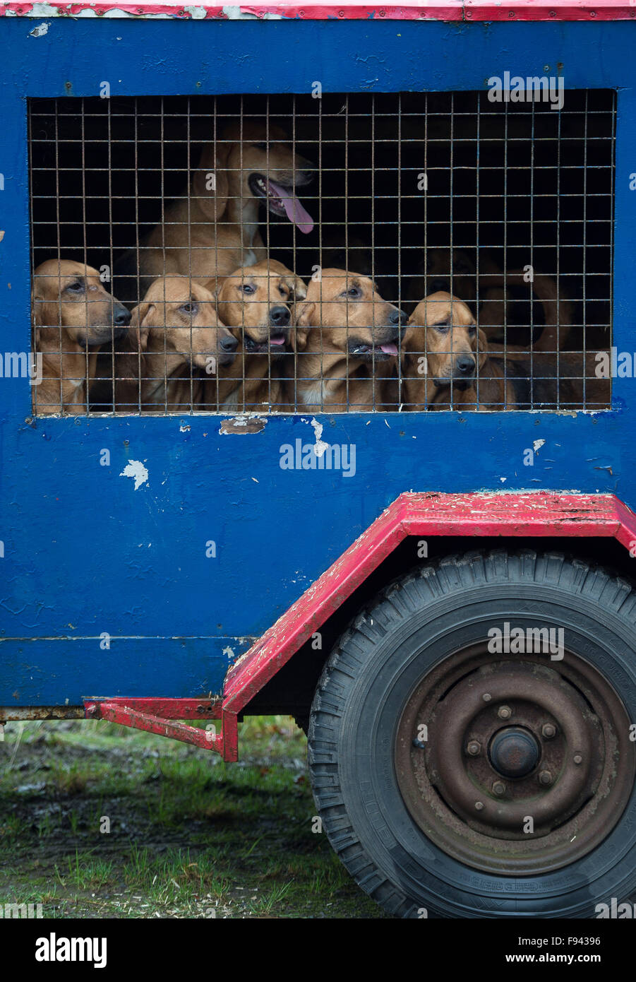 Caged fox hounds ahead of a fox hunting session in the country. Stock Photo