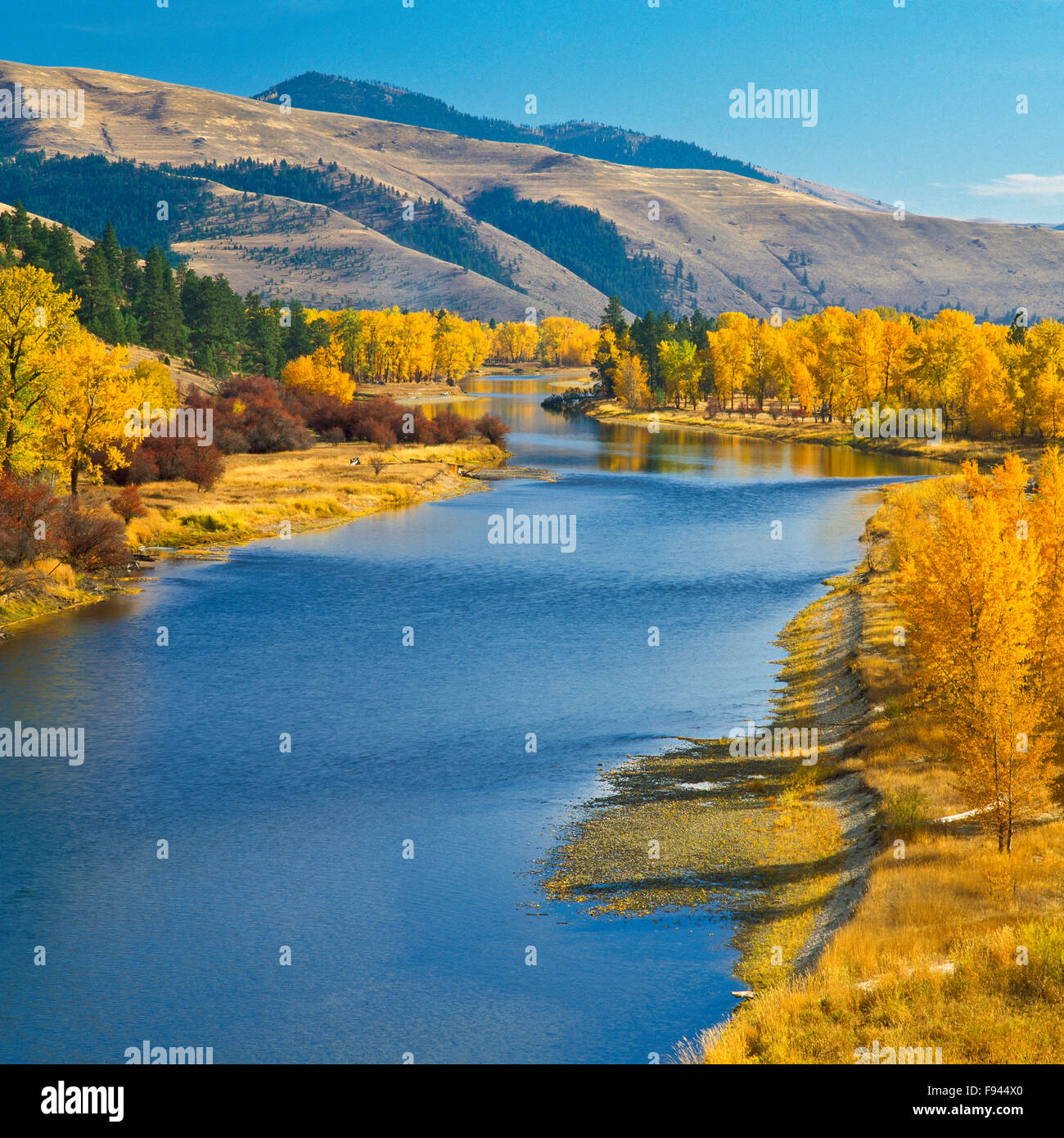Fall Colors Along The Bitterroot River Near Missoula Montana Stock Photo Alamy
