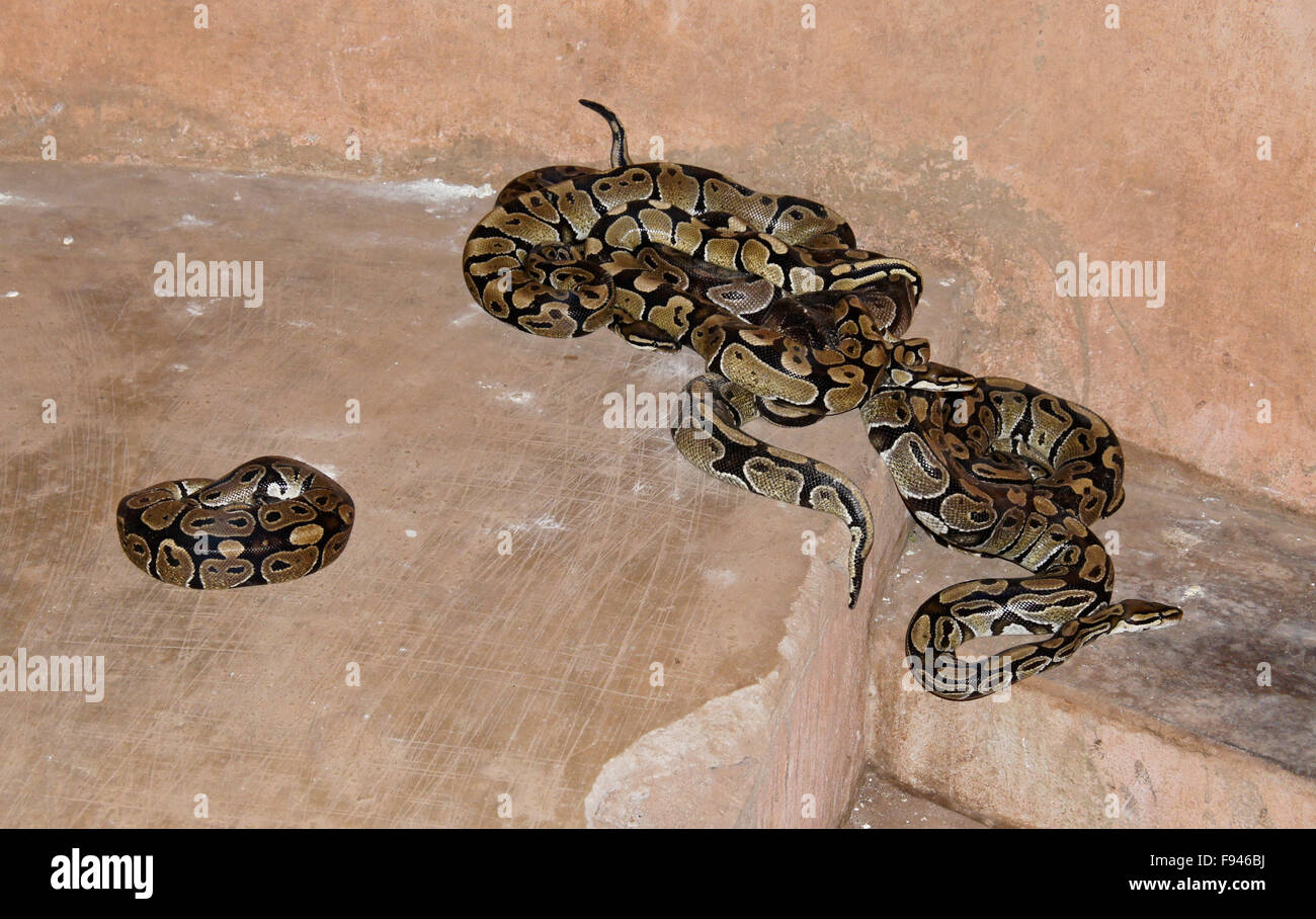 Royal Sheba pythons in small room at vodun (voodoo) Python Temple, Ouidah, Benin Stock Photo