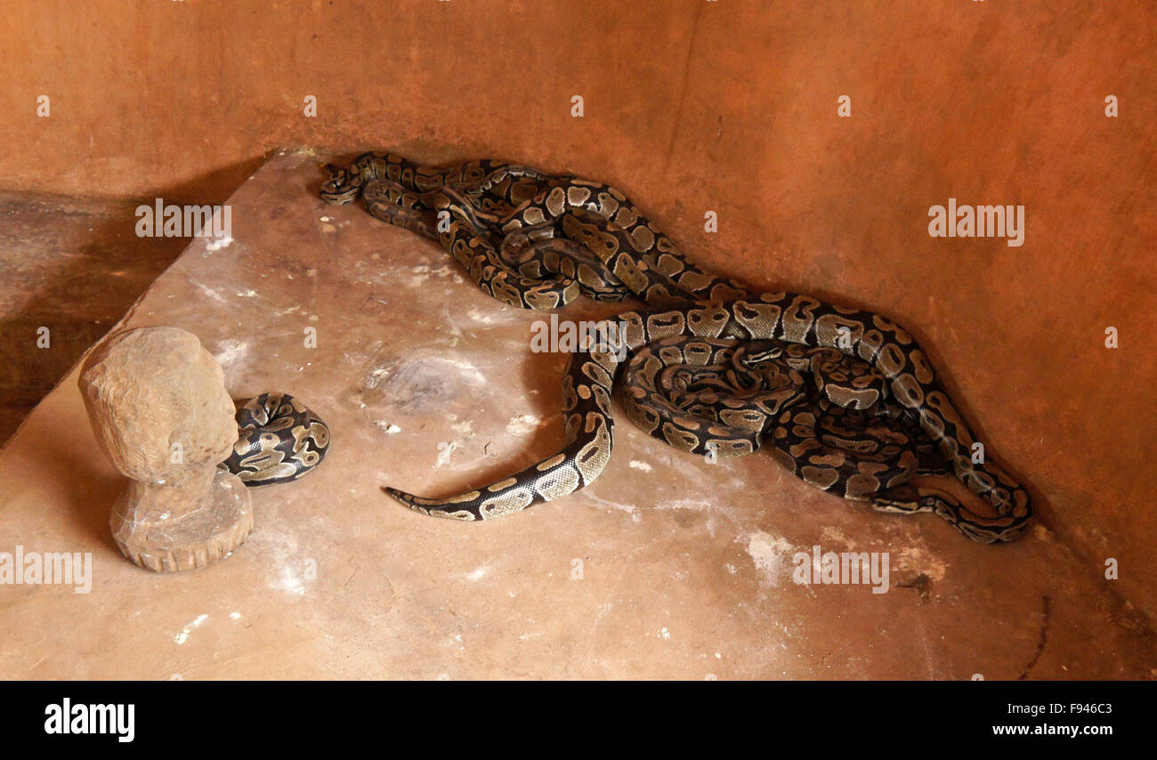Royal Sheba pythons in small room at vodun (voodoo) Python Temple, Ouidah, Benin Stock Photo