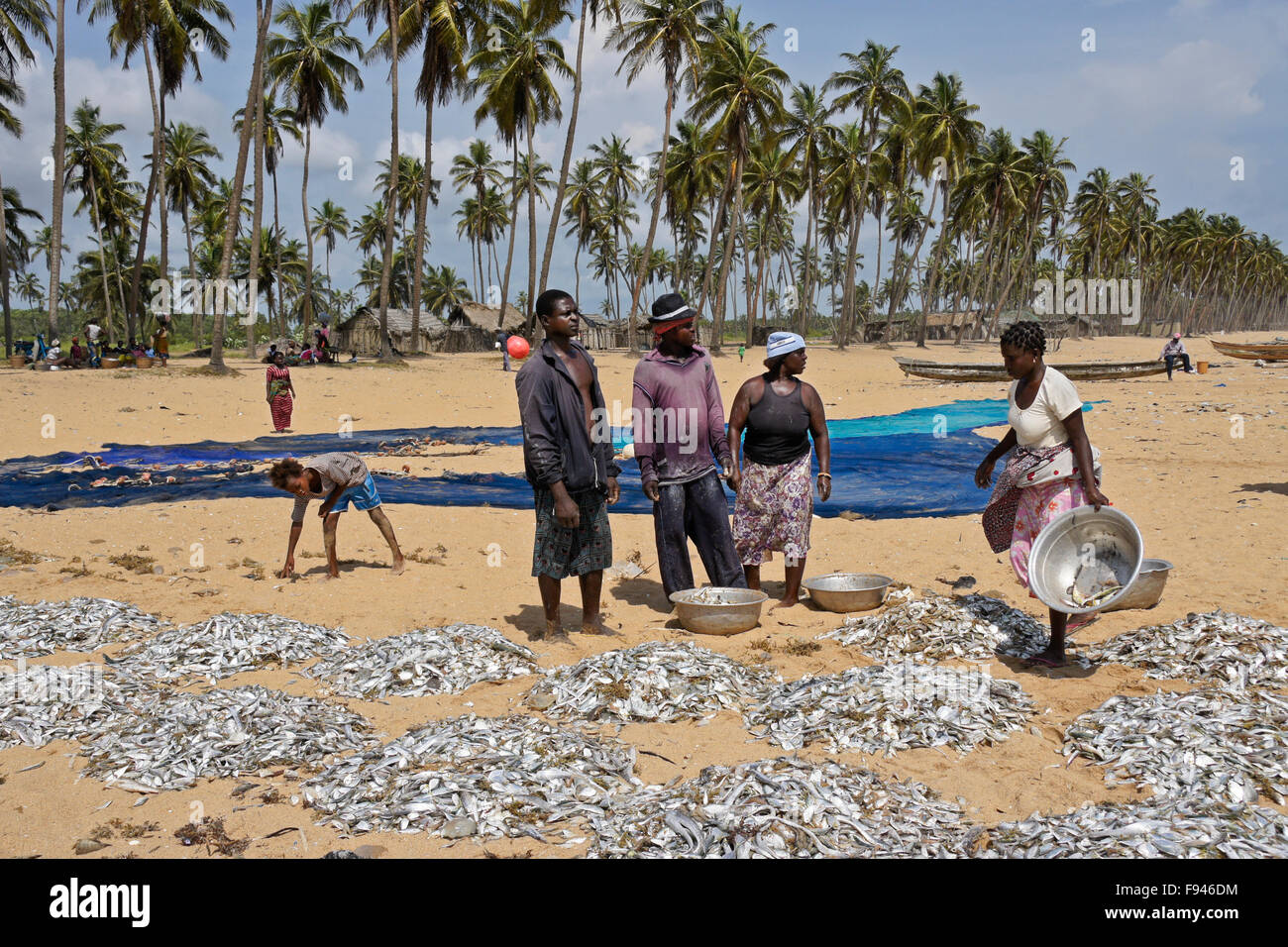 Fishing nets and catch by Ghanaian fishermen, Ouidah beach, Benin Stock
