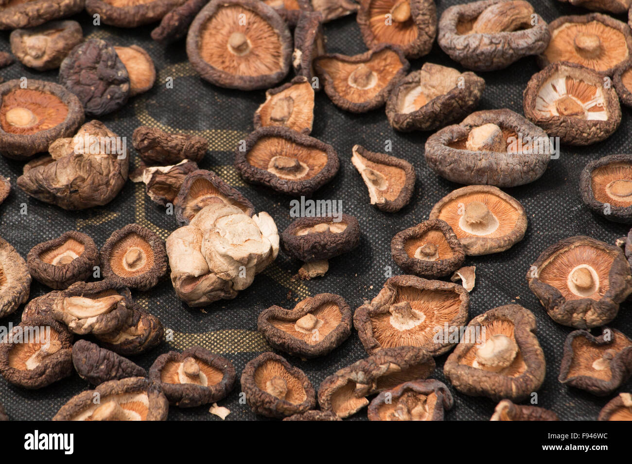 Brown Chinese mushrooms dry in the sun on a bench outside Stock Photo
