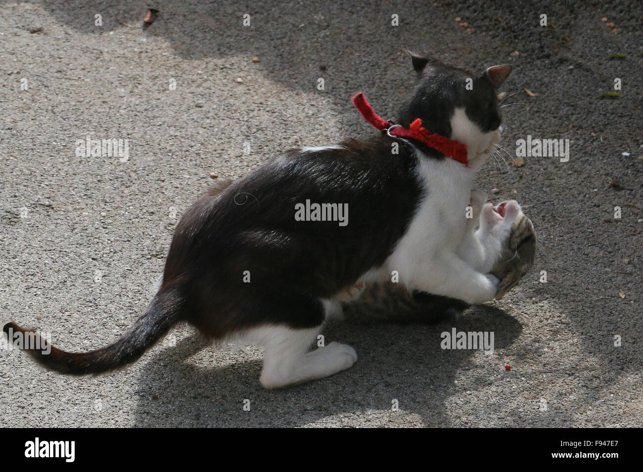 Two cats fighting on the street in daylight Stock Photo