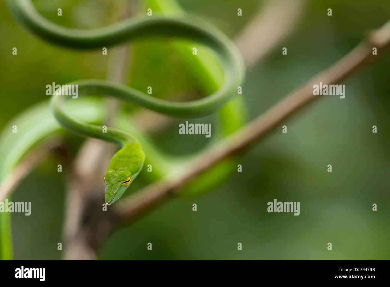 The Common Vine Snake (Ahaetulla nasuta), is a slender green tree snake found in India Stock Photo