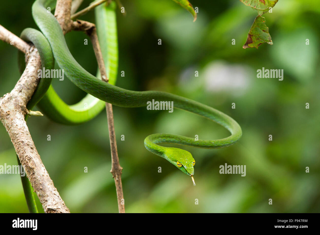 The Common Vine Snake (Ahaetulla nasuta), is a slender green tree snake found in India Stock Photo