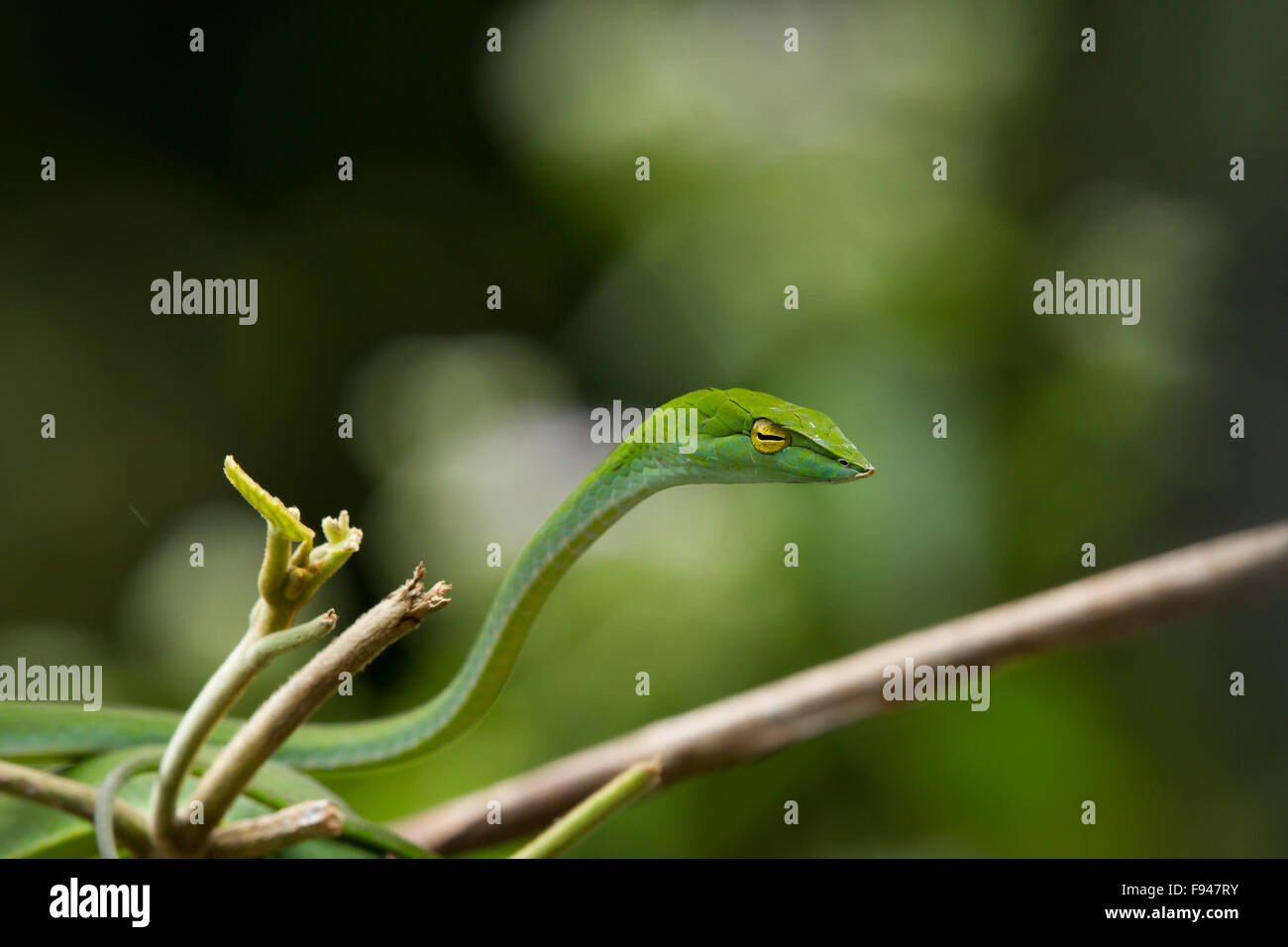 The Common Vine Snake (Ahaetulla nasuta), is a slender green tree snake found in India Stock Photo