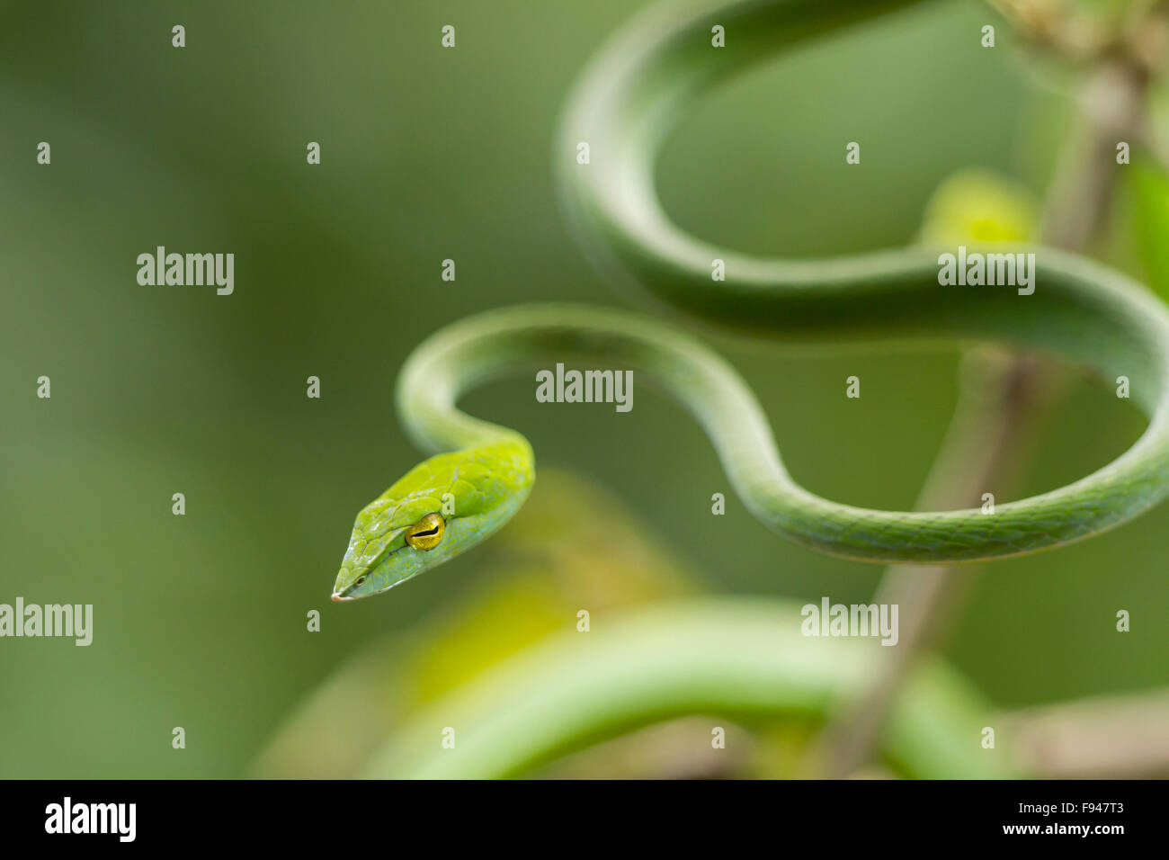 The Common Vine Snake (Ahaetulla nasuta), is a slender green tree snake found in India Stock Photo