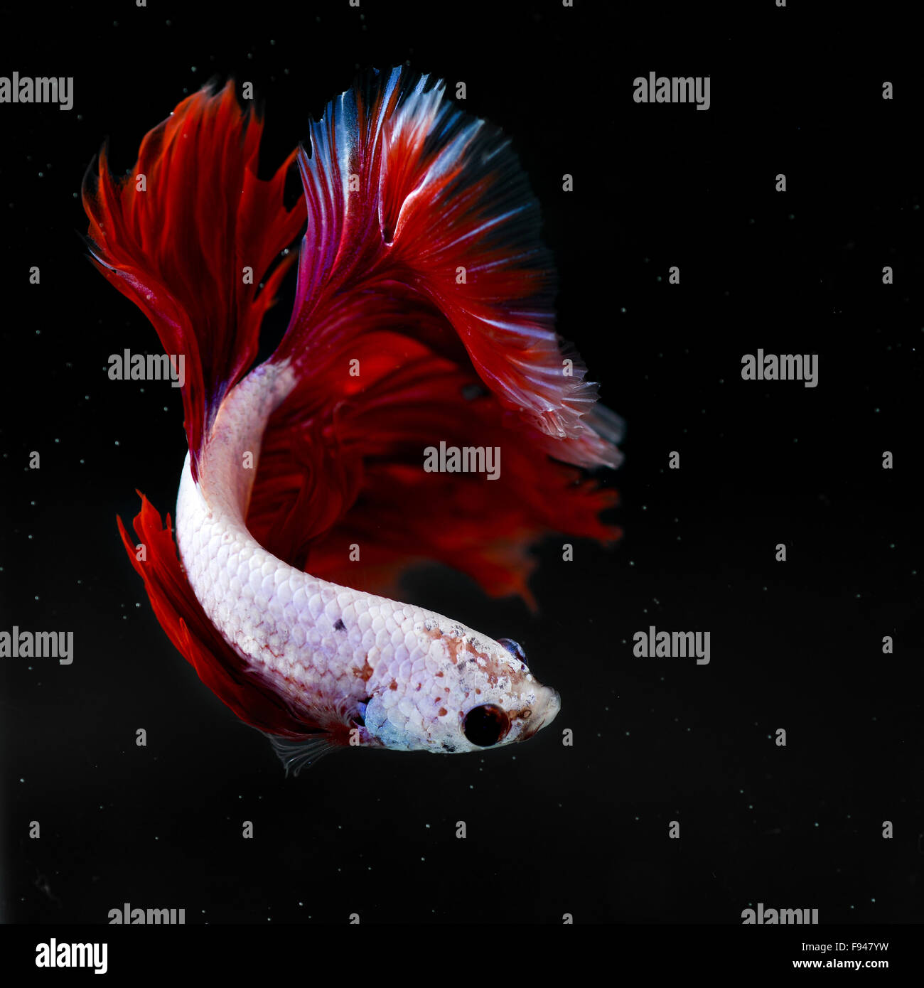 siamese fighting fish half moon Stock Photo