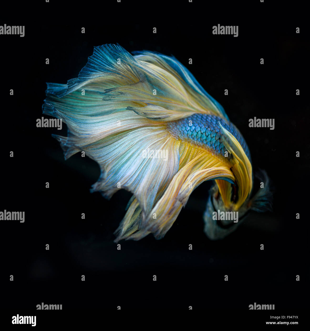 siamese fighting fish half moon Stock Photo