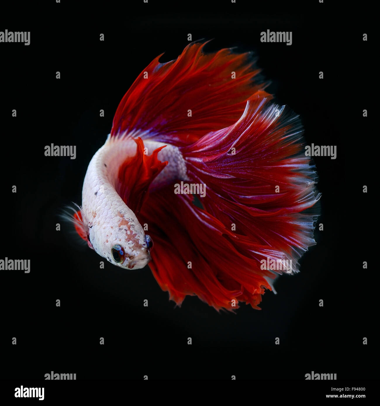 siamese fighting fish half moon Stock Photo