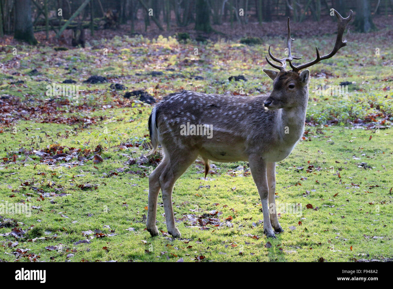 Shy deer in the open on grassland near a forest Stock Photo