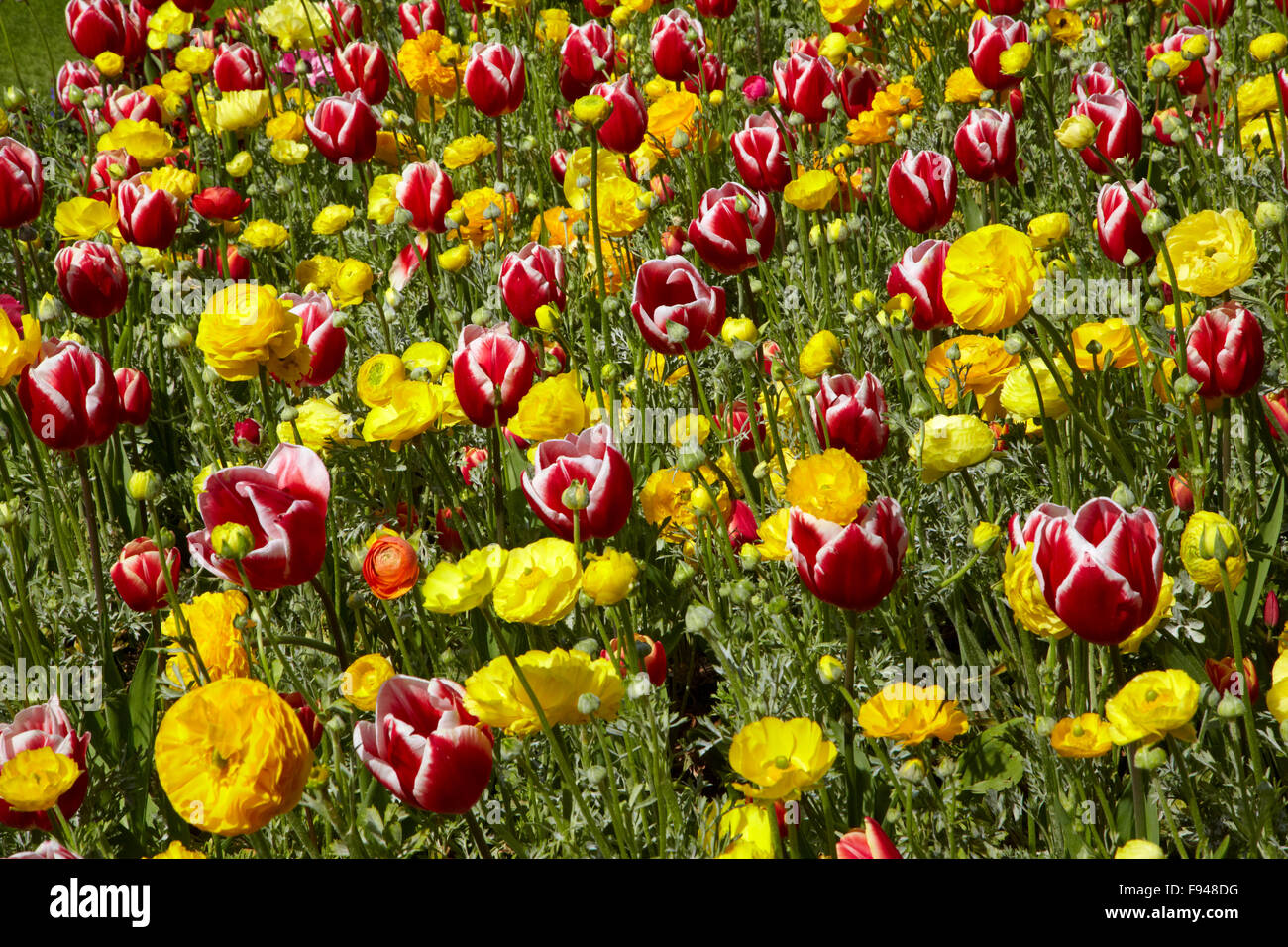 Flower bed, Botanic Gardens, Hagley Park, Christchurch, Canterbury, South Island, New Zealand