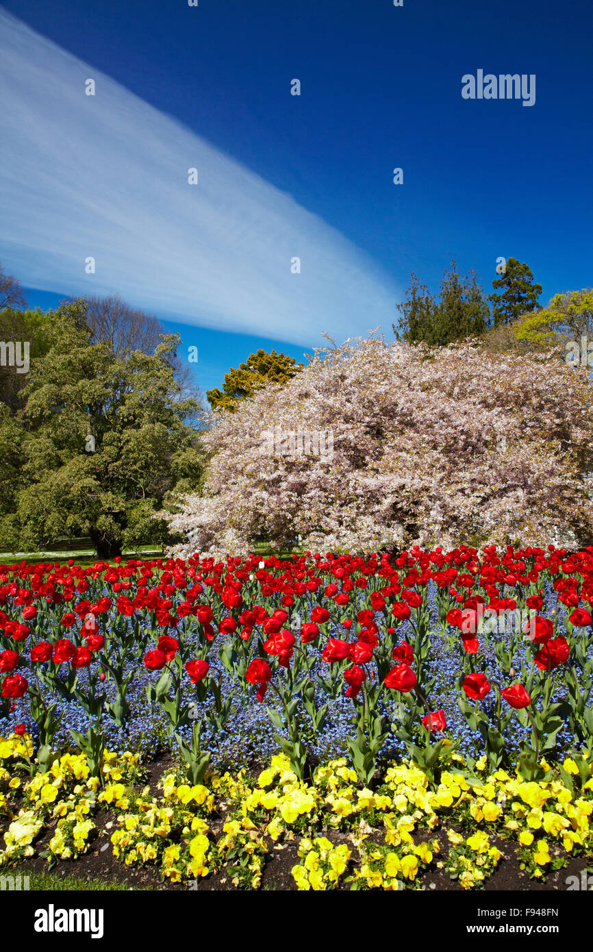 Christchurch new zealand blossom trees hires stock photography and