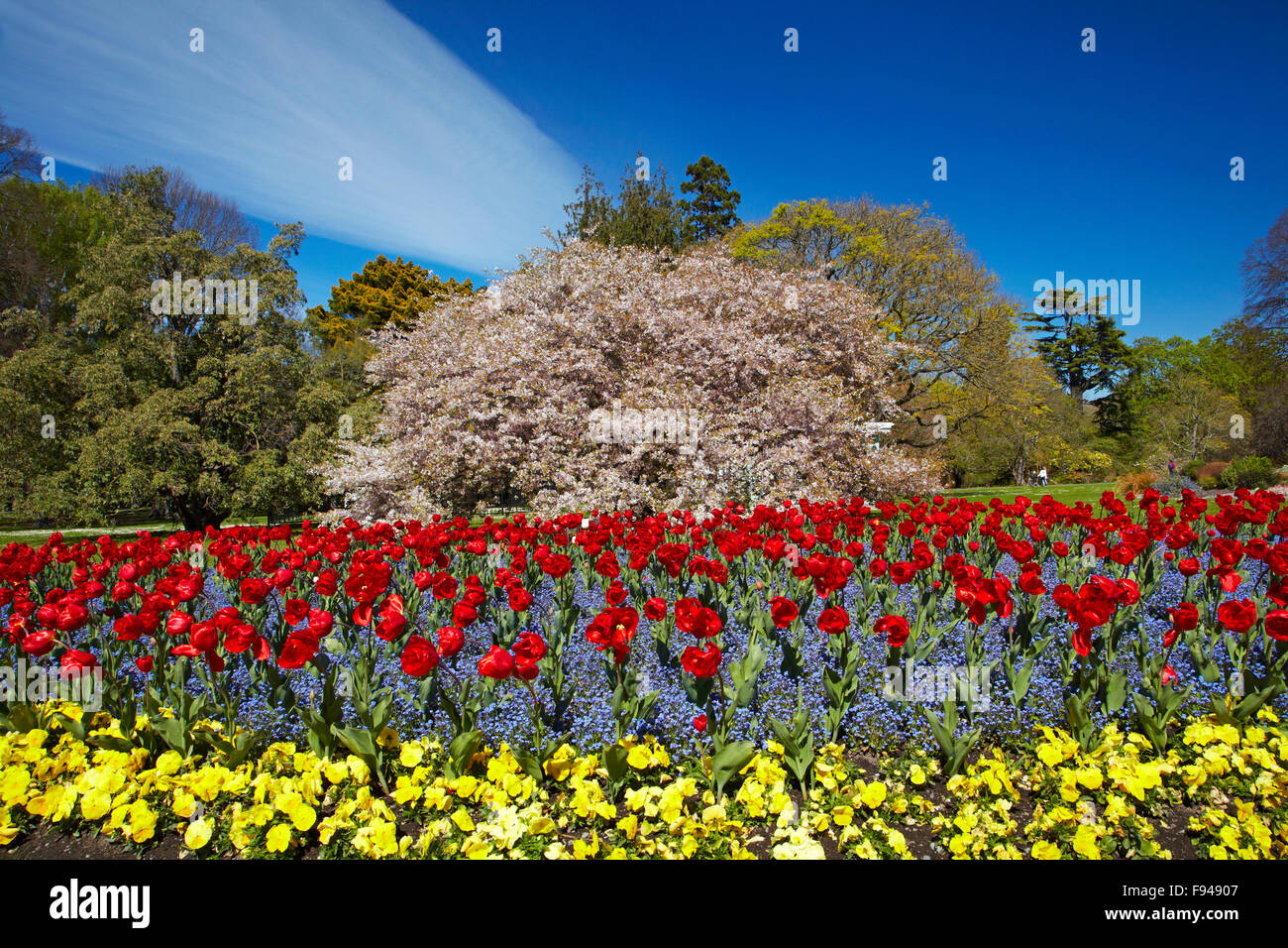 Flower bed and blossom tree, Botanic Gardens, Hagley Park, Christchurch, Canterbury, South