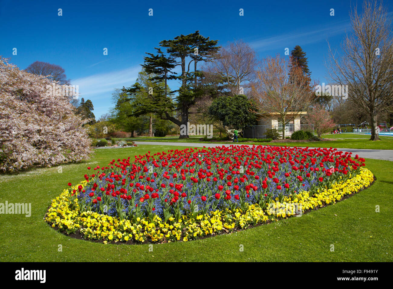 Flower bed and blossom tree, Botanic Gardens, Hagley Park, Christchurch, Canterbury, South