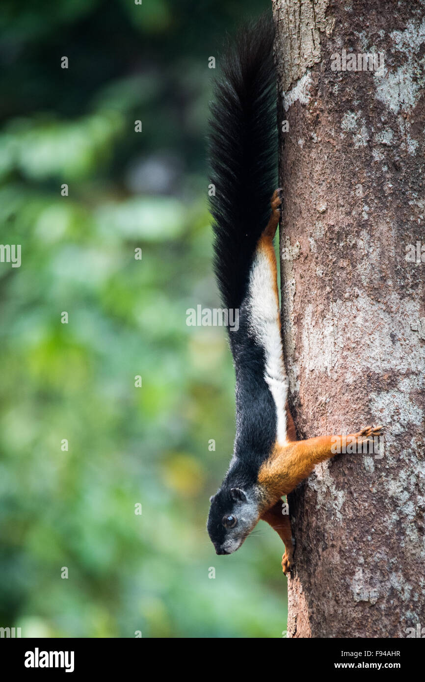 Prevost's Squirrel or Asian Tri-colored Squirrel (Callosciurus prevostii), Kalimantan, Indonesia Stock Photo