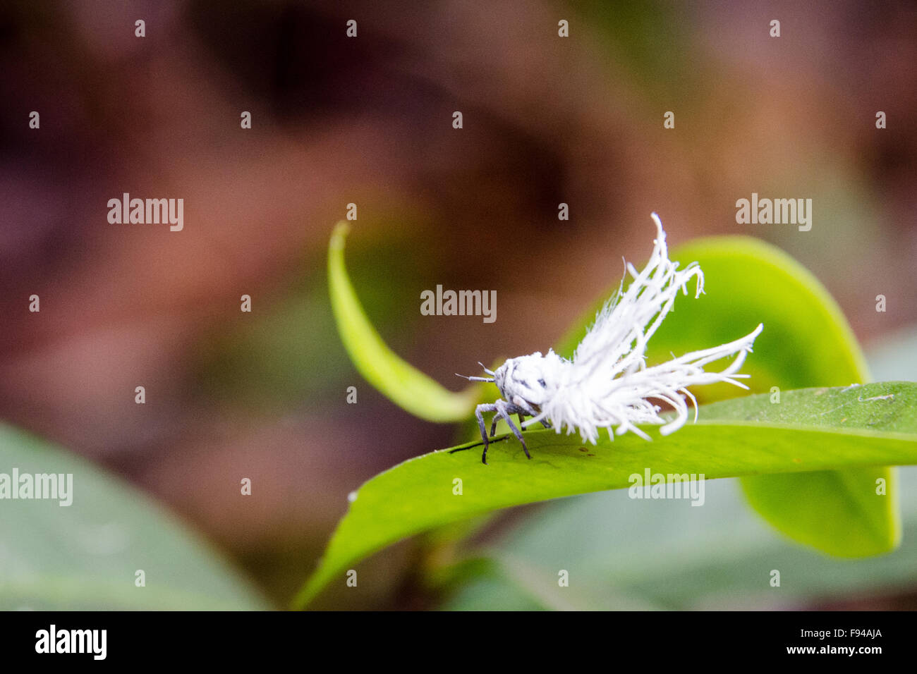 Plant Hopper (Pterodictya reticularis), Kalimantan, Indonesia Stock Photo