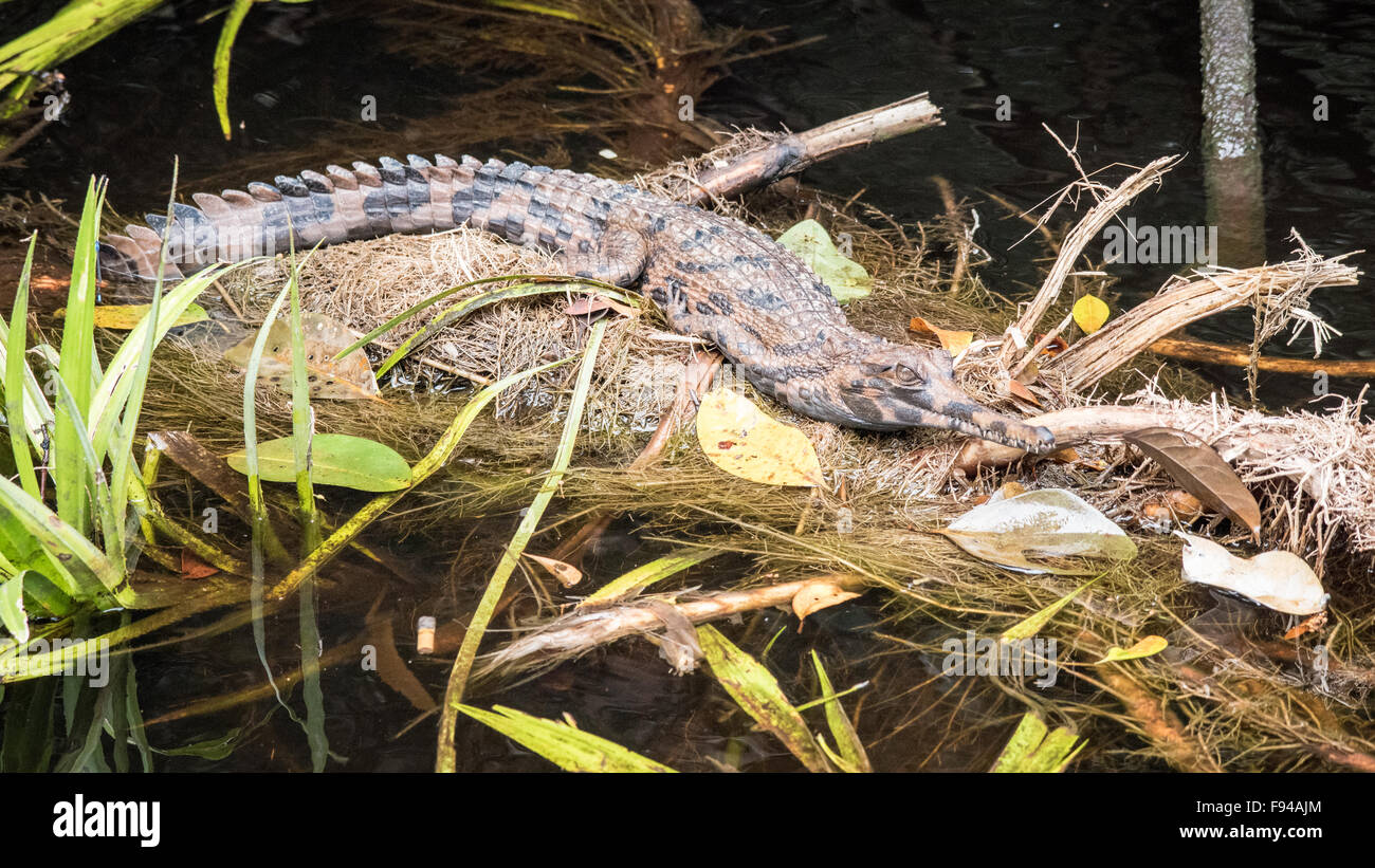 baby gavial