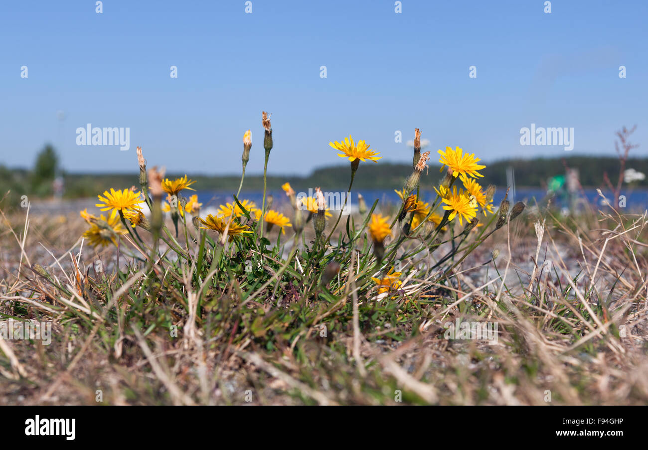 Flowers for poor soil hires stock photography and images Alamy