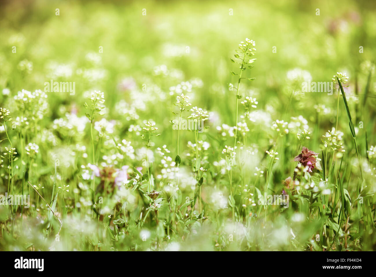 summer landscape, green meadow with flowers closeup Stock Photo - Alamy