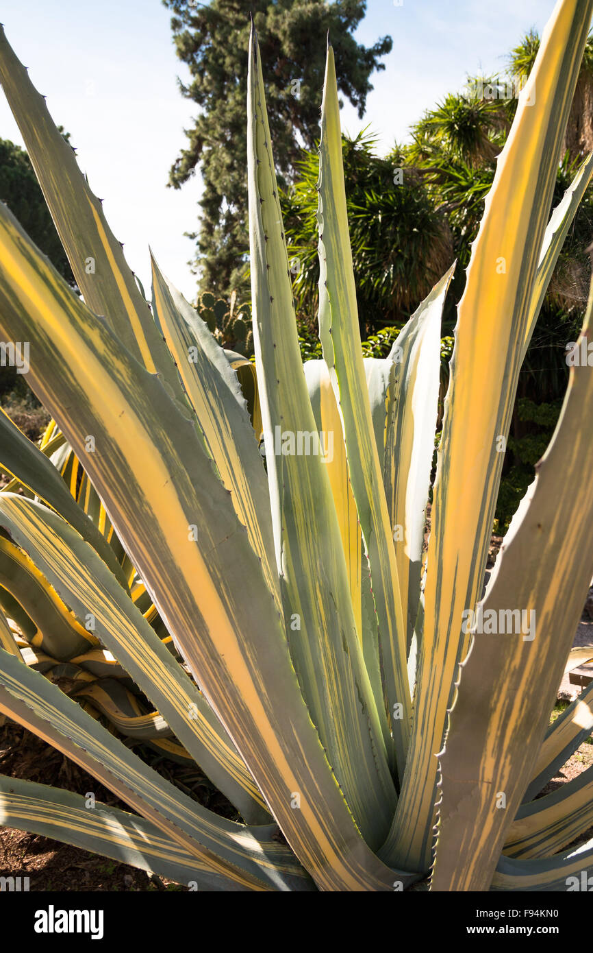 Agave americana, common names centuryplant, maguey, or American aloe, is a species of flowering plant in the family Agavaceae, o Stock Photo