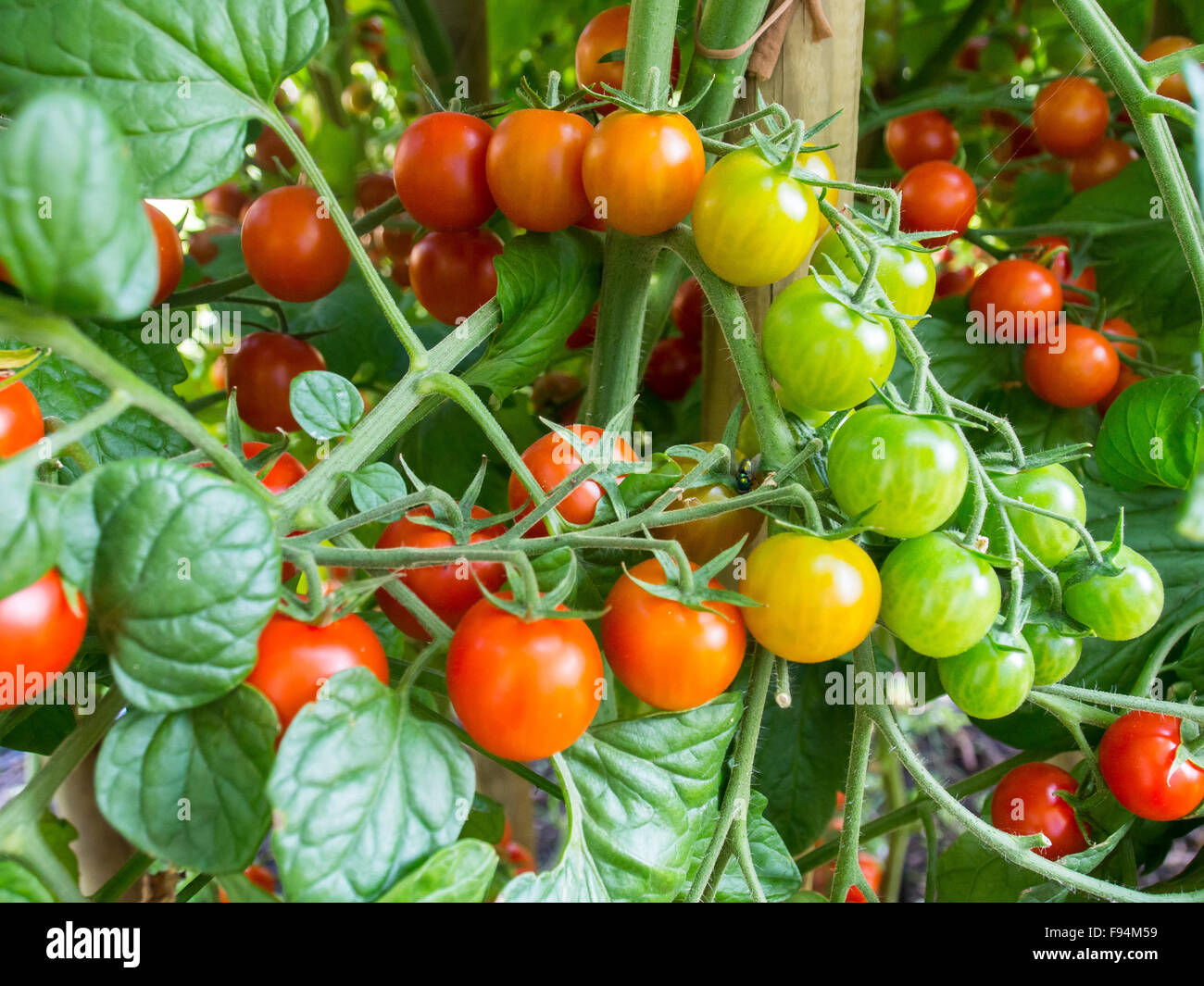 Red and green bunches of coctail tomatos ripening in the sun Stock Photo
