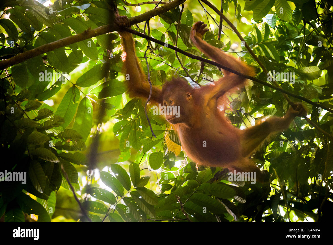 Juvenile Bornean orangutan swinging below rainforest canopy. Stock Photo