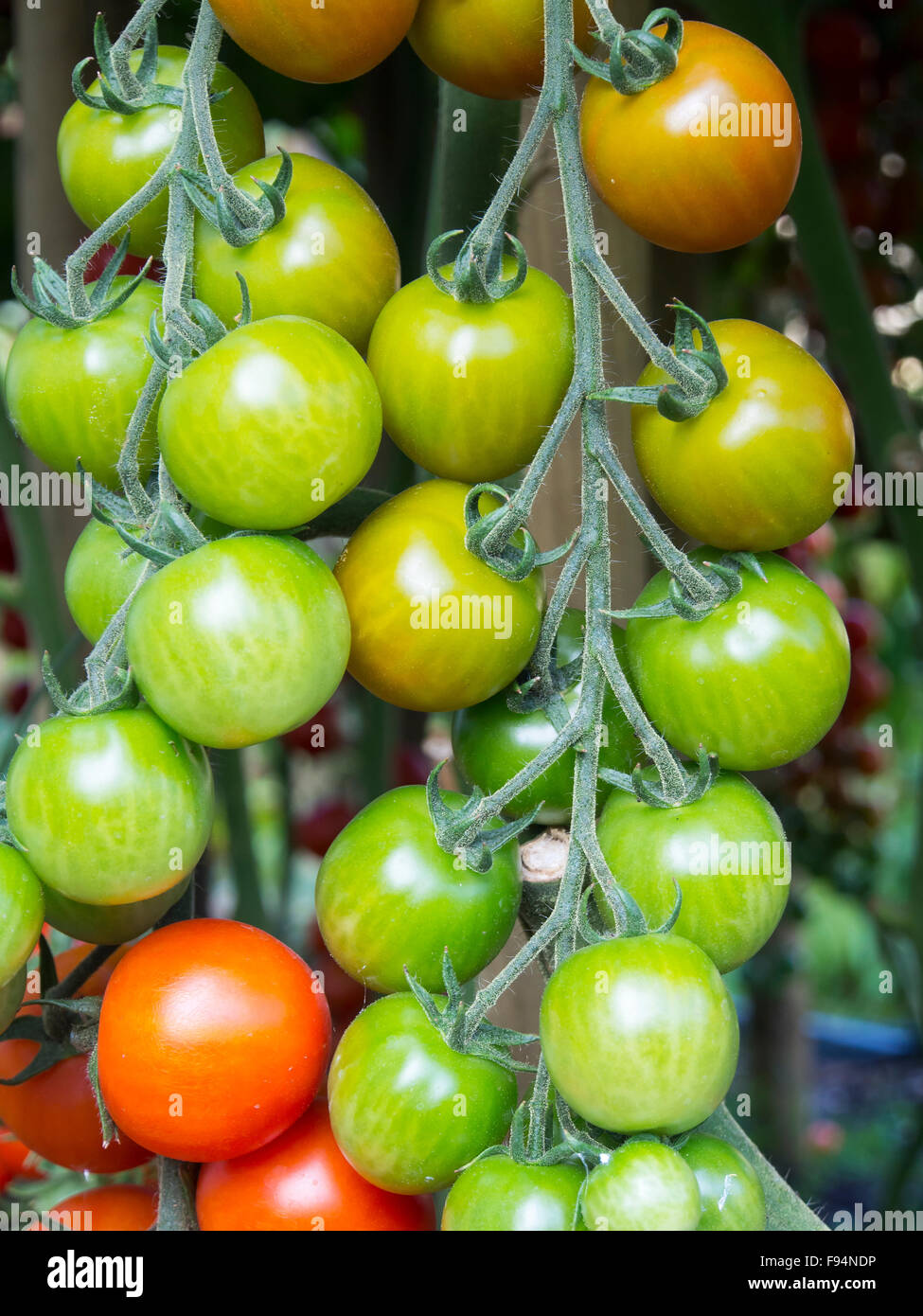 Red and green bunches of coctail tomatos ripening in the sun Stock Photo
