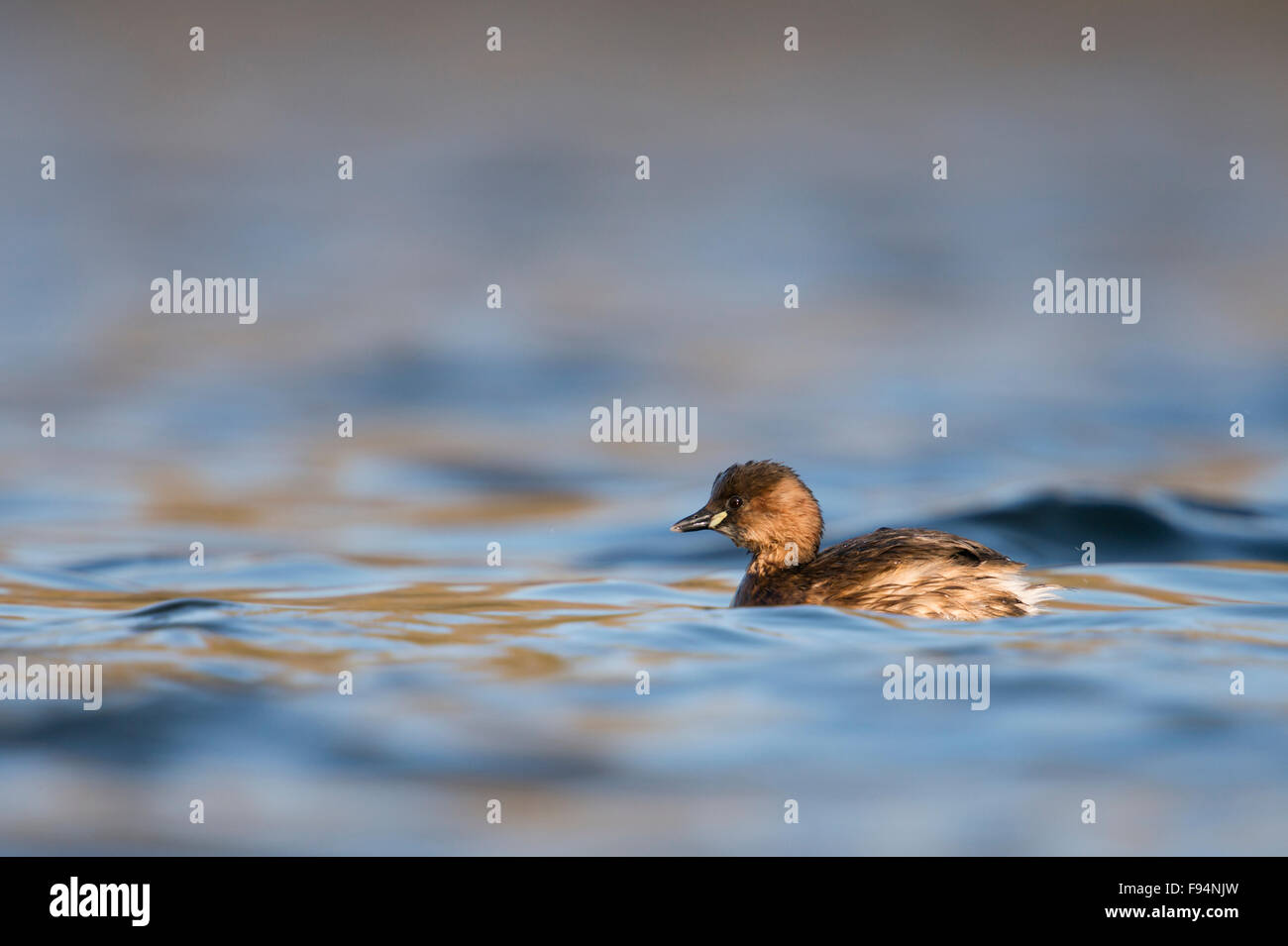 Little Grebe / Zwergtaucher ( Tachybaptus ruficollis ) swims in best light on nice colored stretch of water. Stock Photo