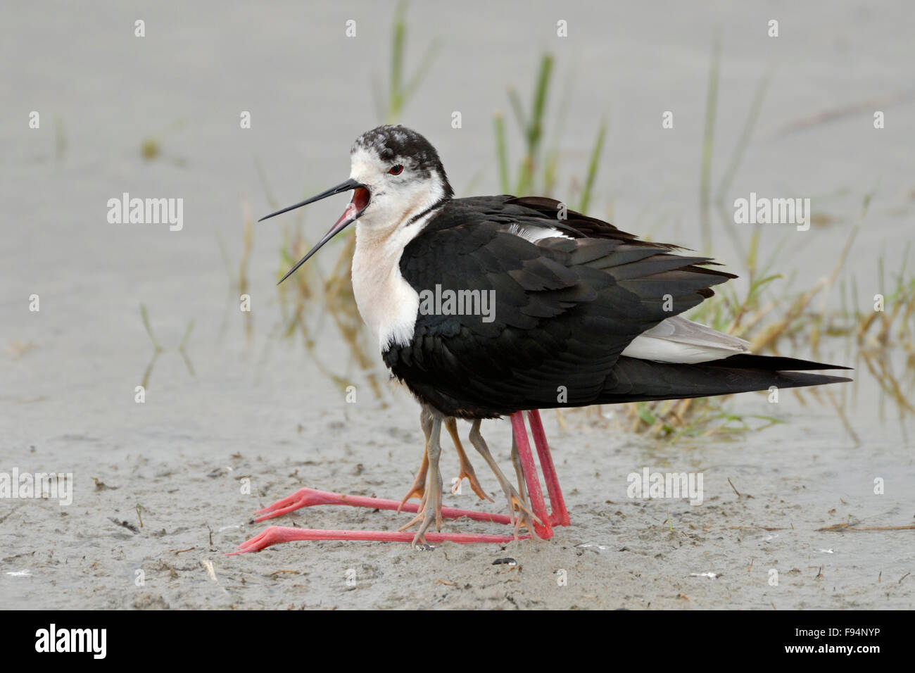 Black-winged Stilt / Stelzenlaeufer ( Himantopus himantopus ) in funny situation while gathering its chicks under wings. Stock Photo