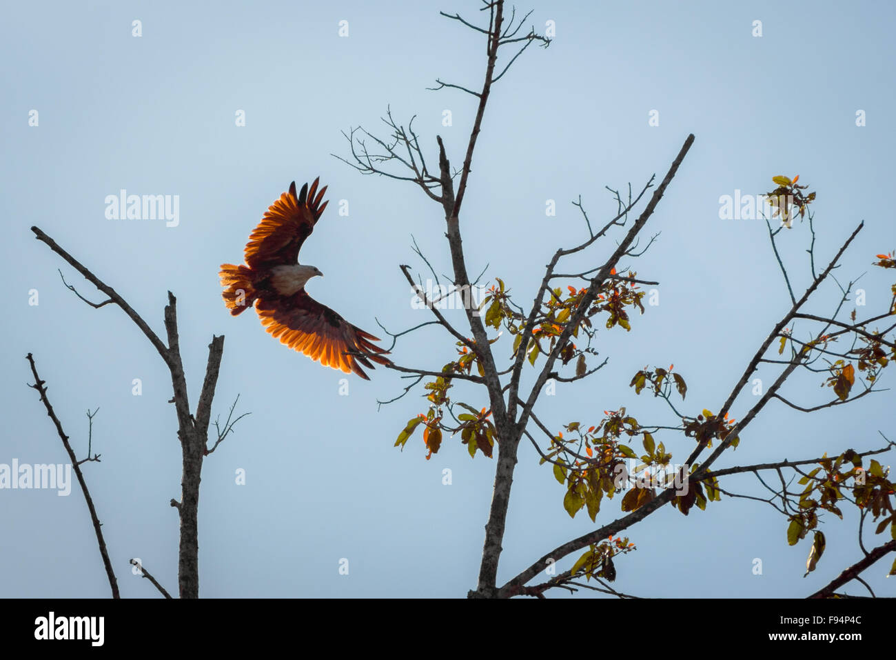 A brahminy kite (Haliastur indus) flying above lowland forest of Kutai National Park, seen from Sangatta river in East Kalimantan, Indonesia. Stock Photo