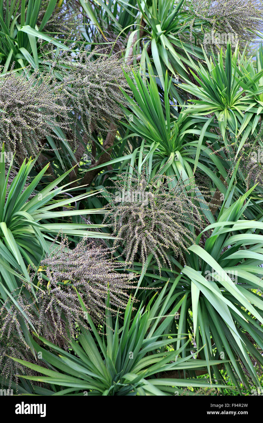 Beautiful palm tree Dracaena in Ireland Stock Photo Alamy