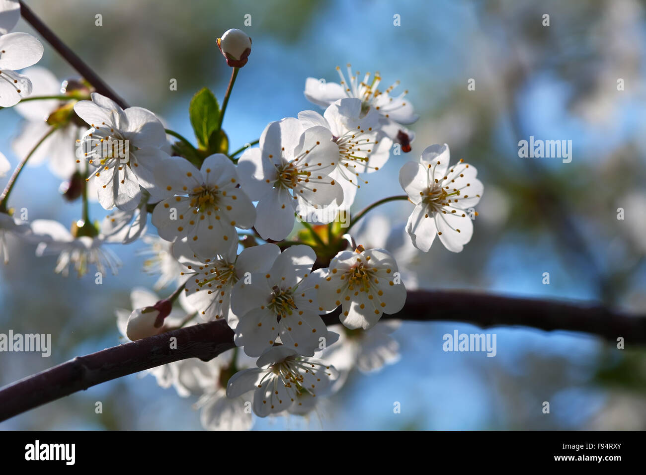 cherry tree branch in spring blooms garden Stock Photo - Alamy