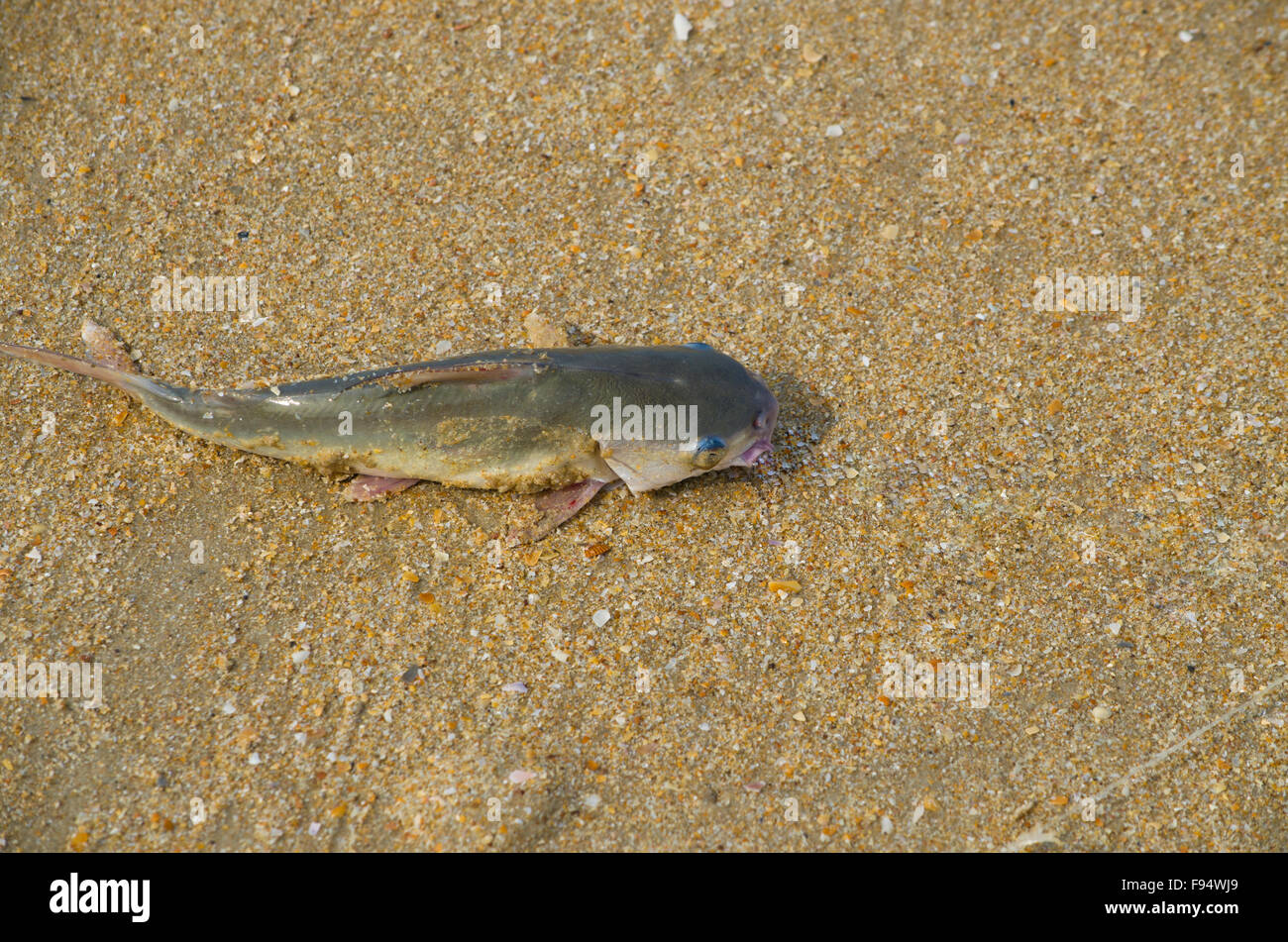 a catch, a catfish, fish, fish against sand, food, live fish, sea fish