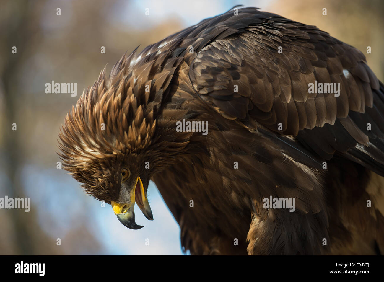 Golden Eagle, Aquila chrysaetos, Accipitridae, Europe Stock Photo Alamy