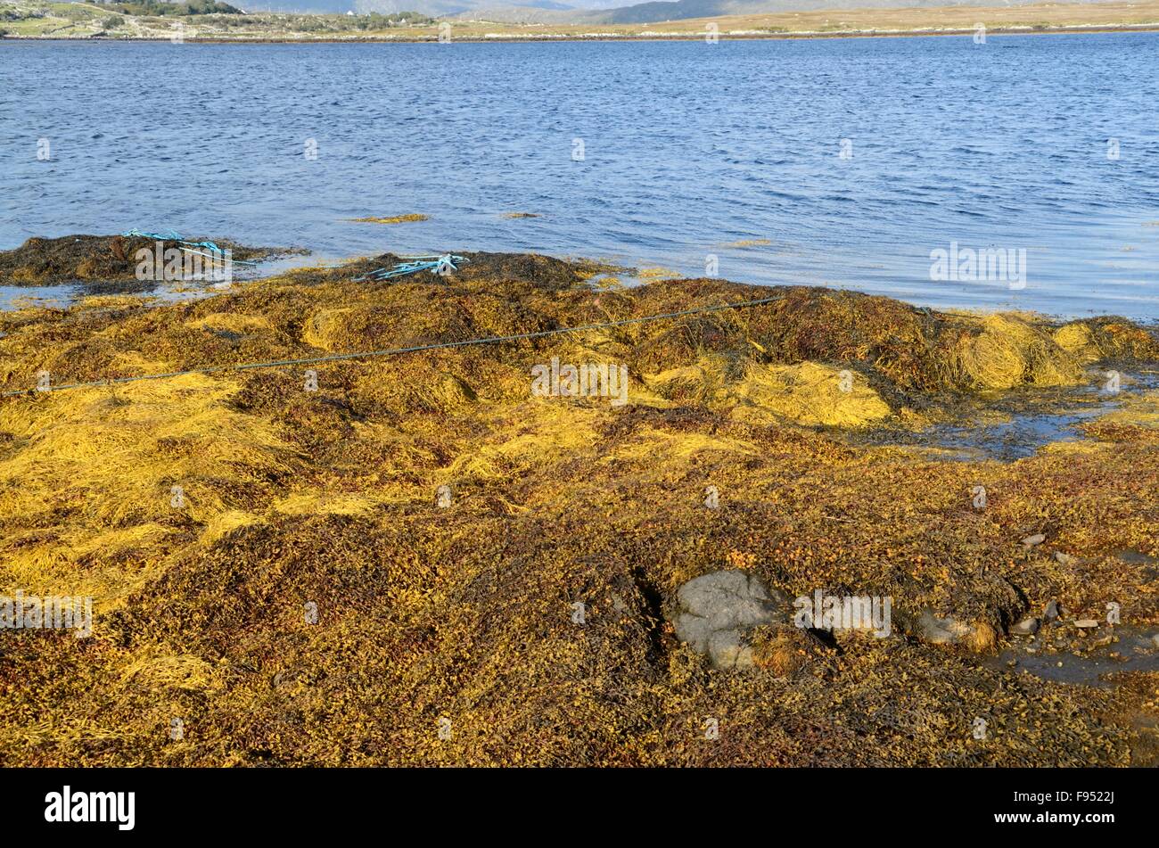 Bales of seaweed ready to be transported for processing to animal food Inishnee Roundstone Connemara County Galway Ireland Stock Photo