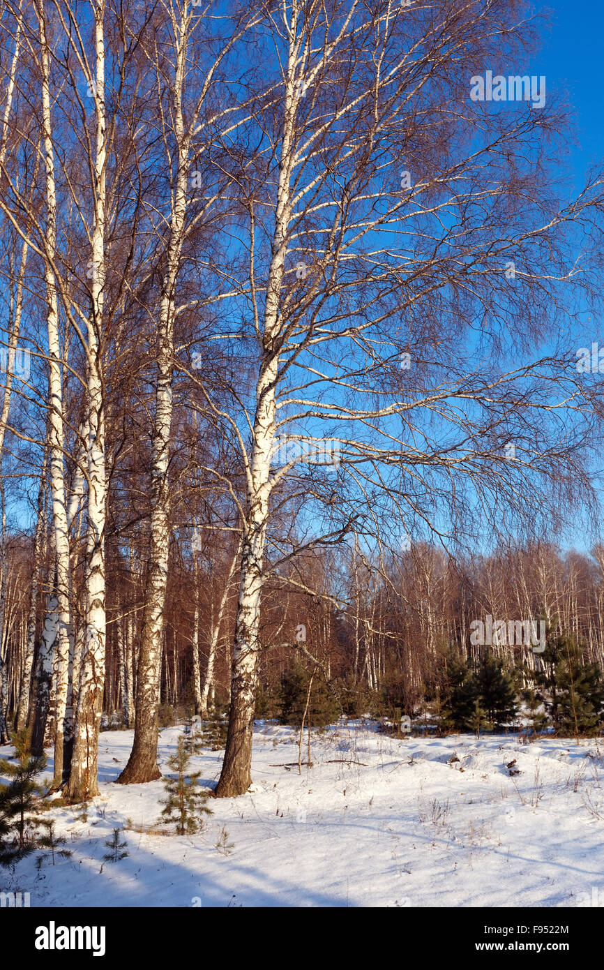 Landscape with birch forest in sunny winter day Stock Photo - Alamy
