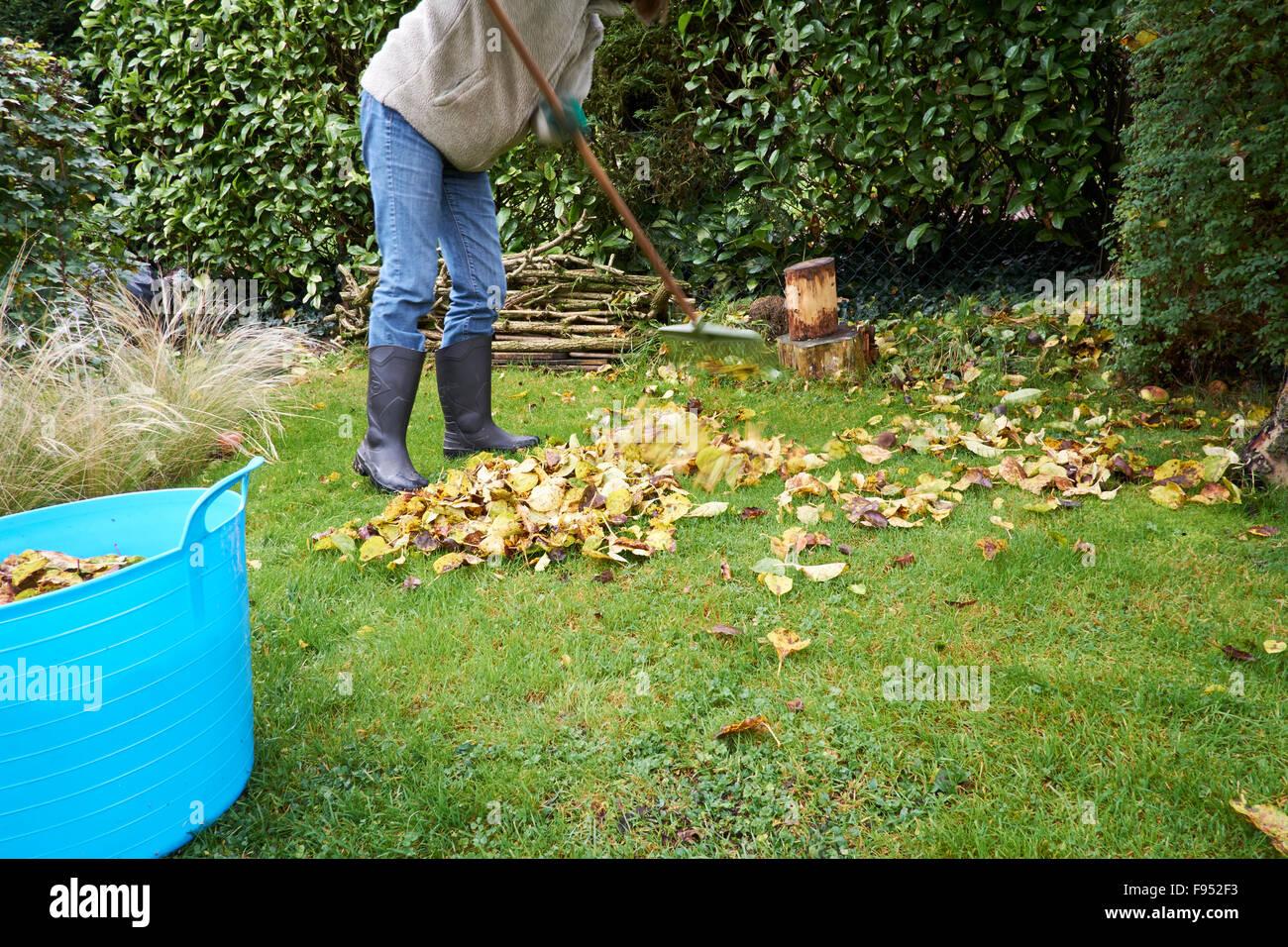 Female in a garden gathering fallen Autumn leaves with a rake. Stock Photo