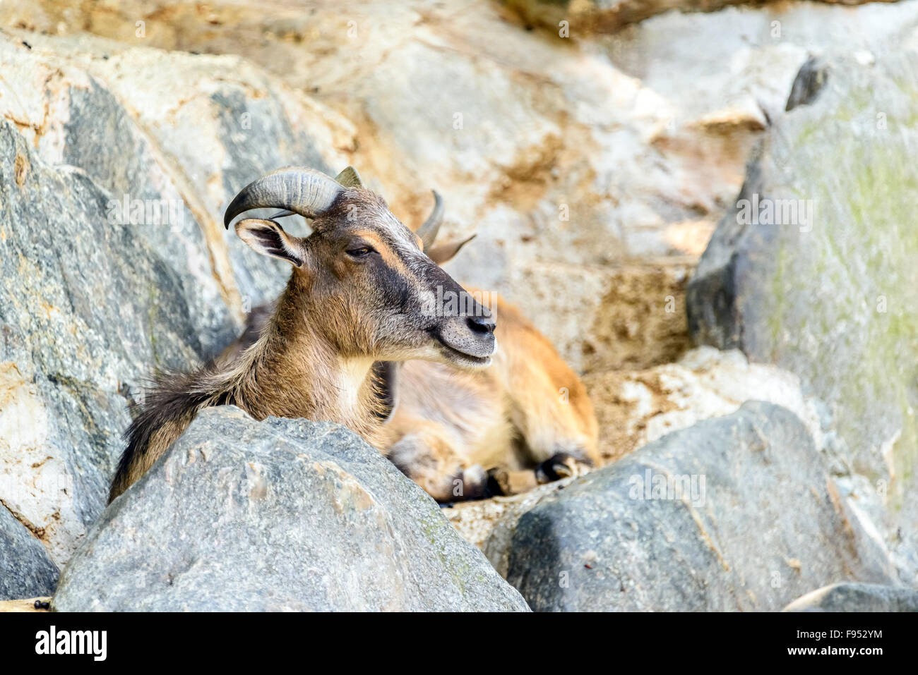 Rocky mountain goat illustration hi-res stock photography and images ...
