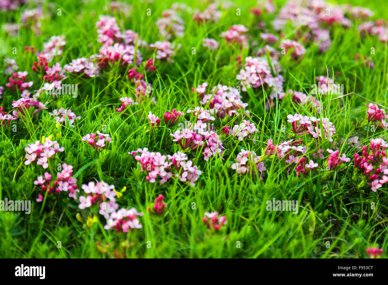 Wild plant of pink flowers at highland meadow Stock Photo