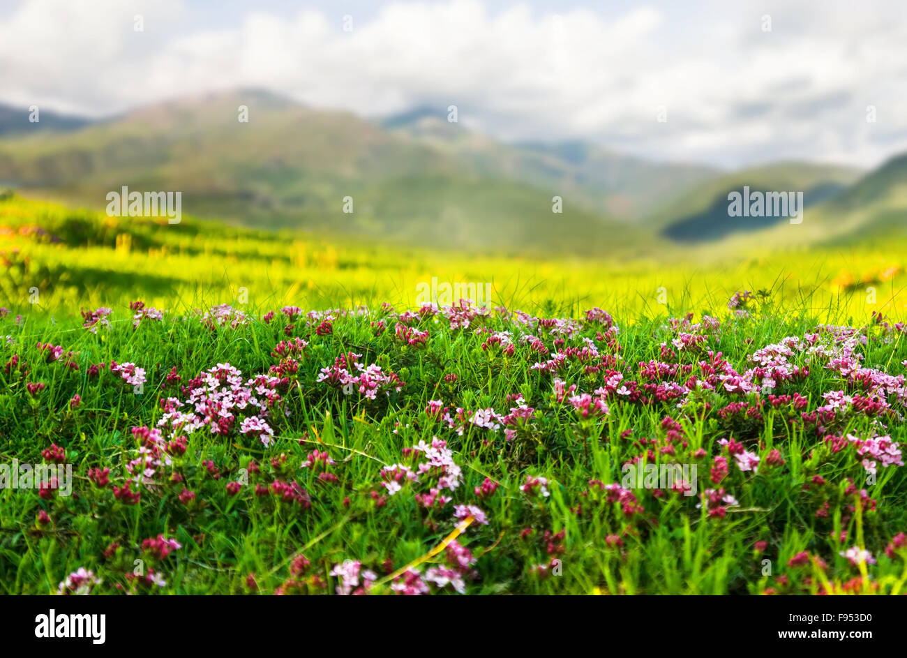 Plant of pink flower at Alpine meadow in Pyrenees Stock Photo