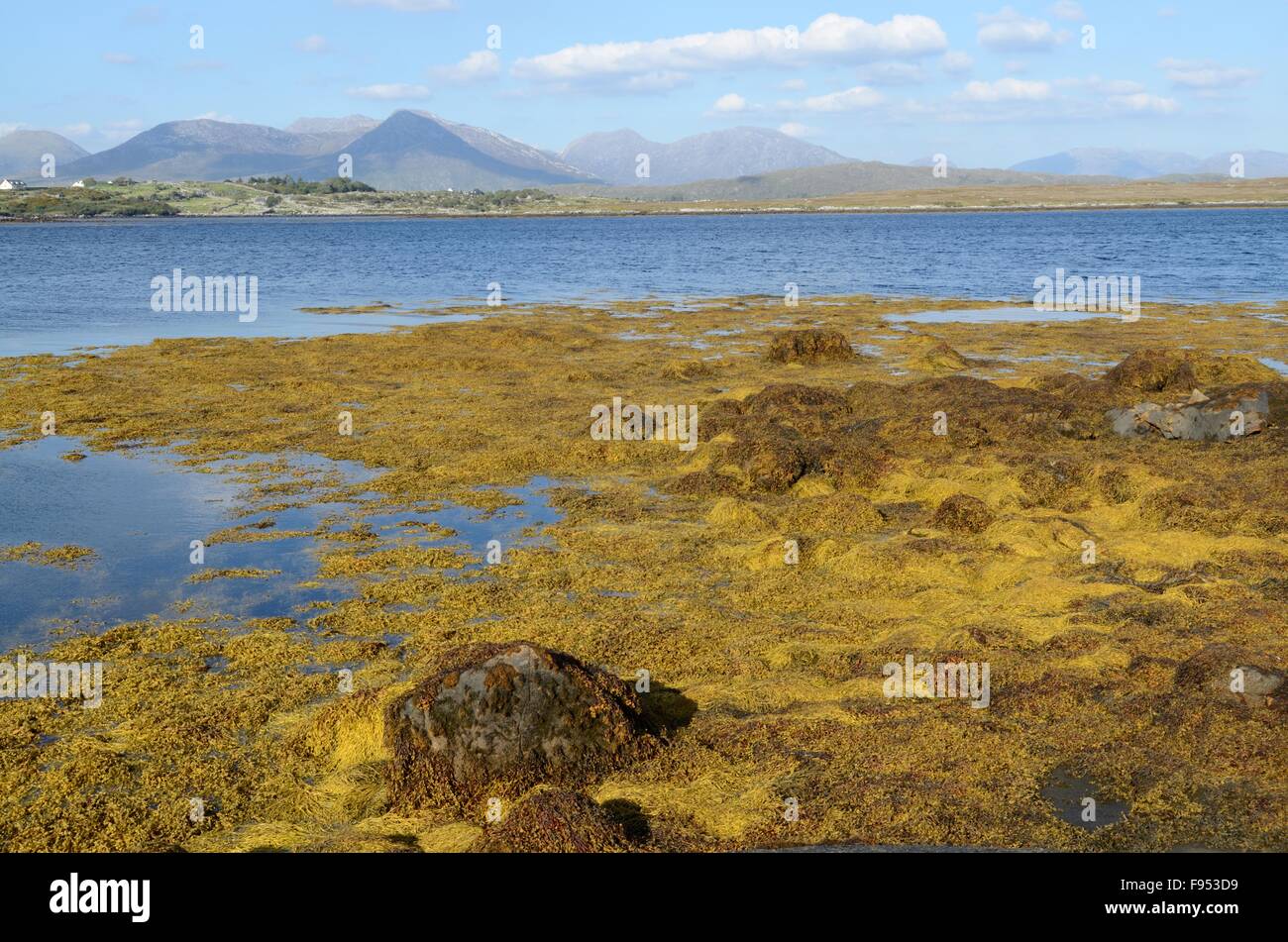 seaweed on the shoreline Inishnee Roundstone Connemara County Galway Ireland Stock Photo