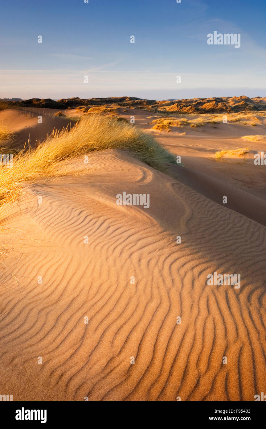 Sand dunes on Forvie National Nature Reserve in evening light - near Newburgh, Aberdeenshire, Scotland. Stock Photo