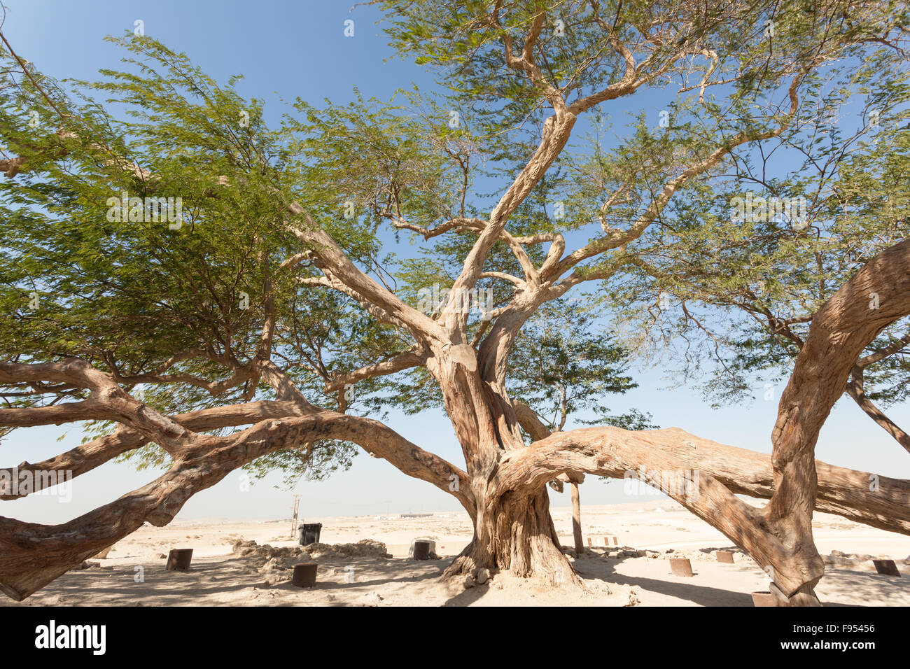 Tree of Life, Bahrain Stock Photo Alamy