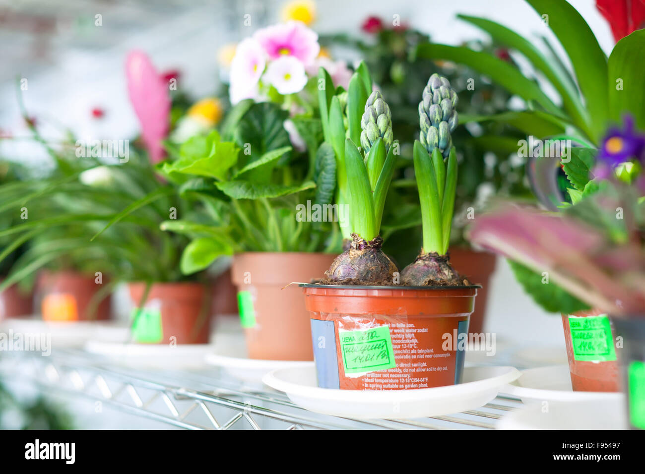 hyacinth plant surrounded by different flowers in flower store Stock Photo