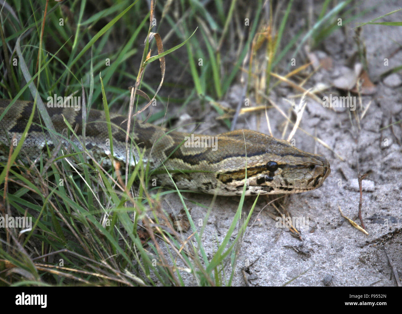 Python Head Botswana Stock Photo - Alamy