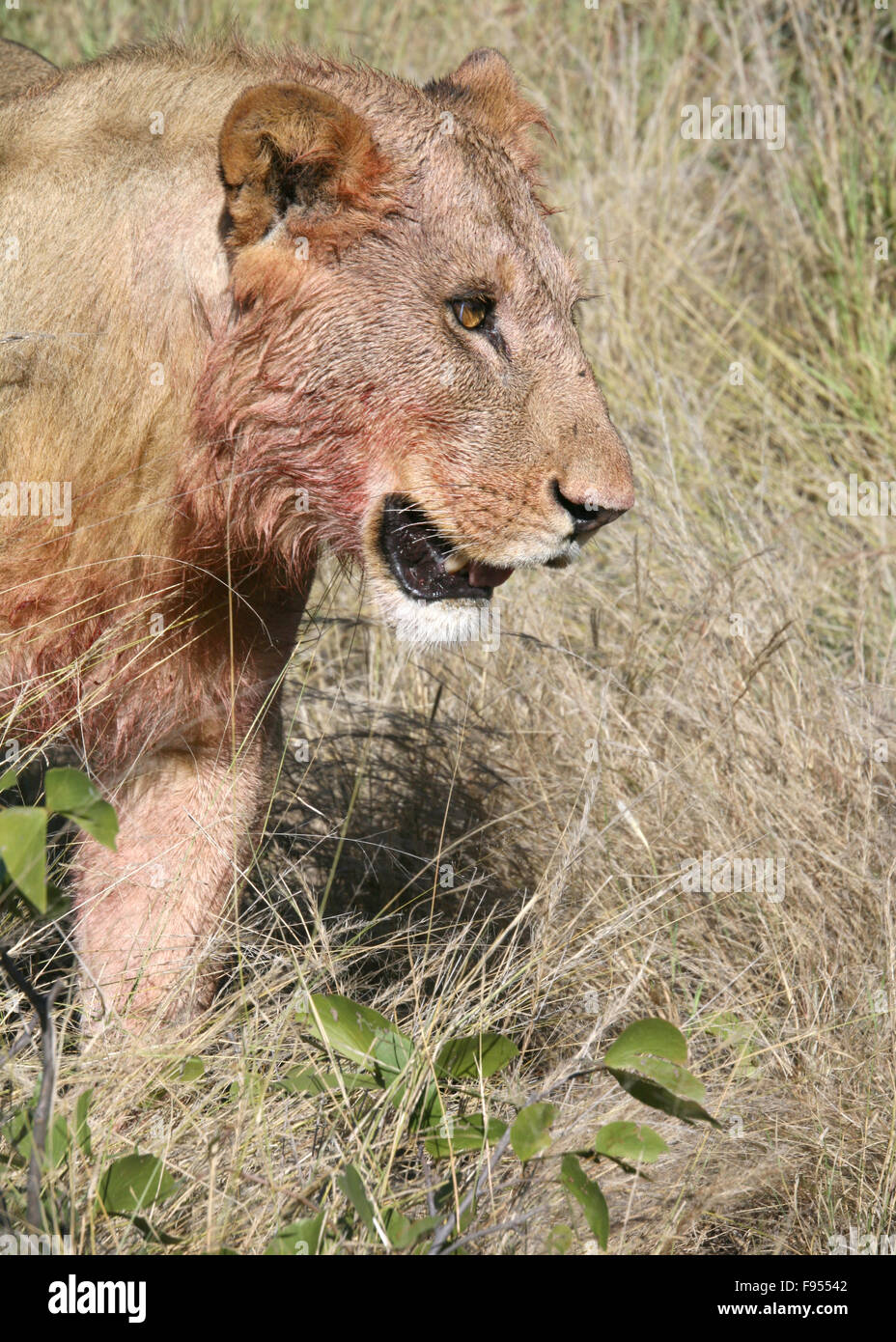 Lion after kill in Botswana Bloodied Face Stock Photo