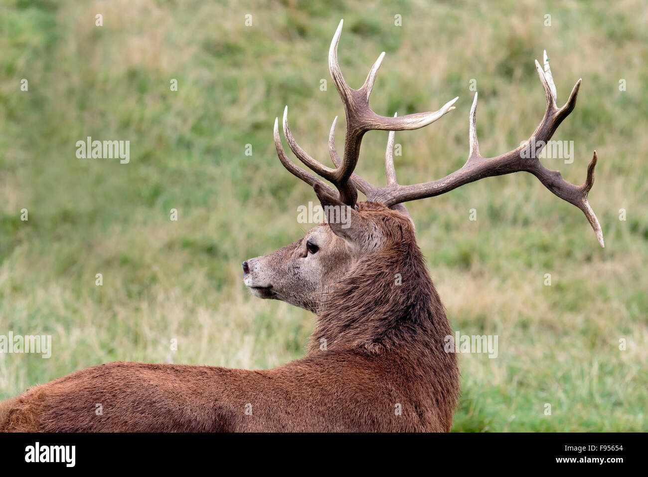 Close up from rear of  Red Stag Deer showing it's antlers Stock Photo